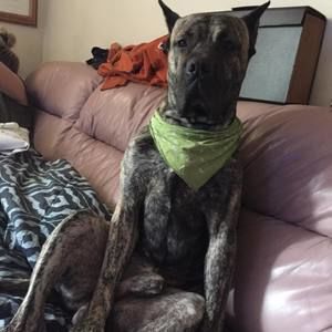 Meet your Posher, Joe